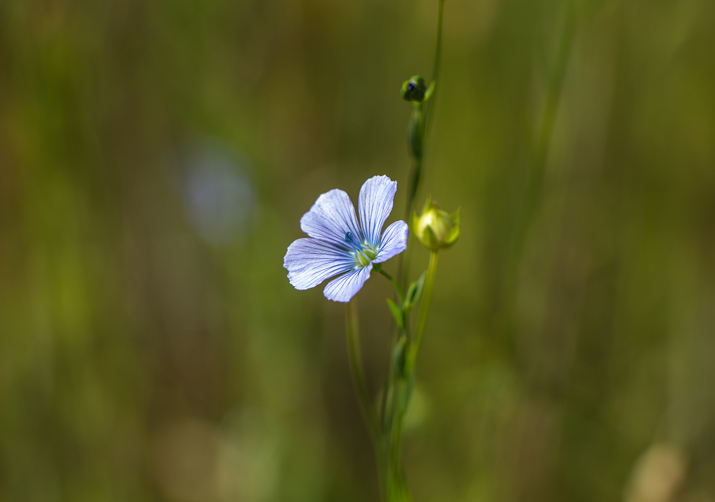 Изображение особи Linum usitatissimum.