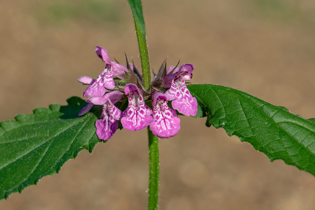 Изображение особи Stachys palustris.