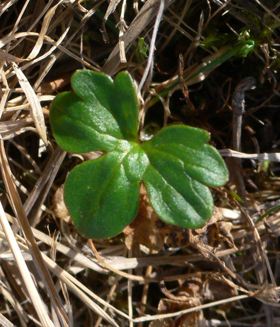 Image of Ranunculus nivalis specimen.