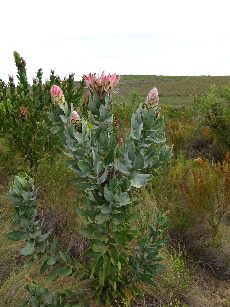 Image of Protea obtusifolia specimen.