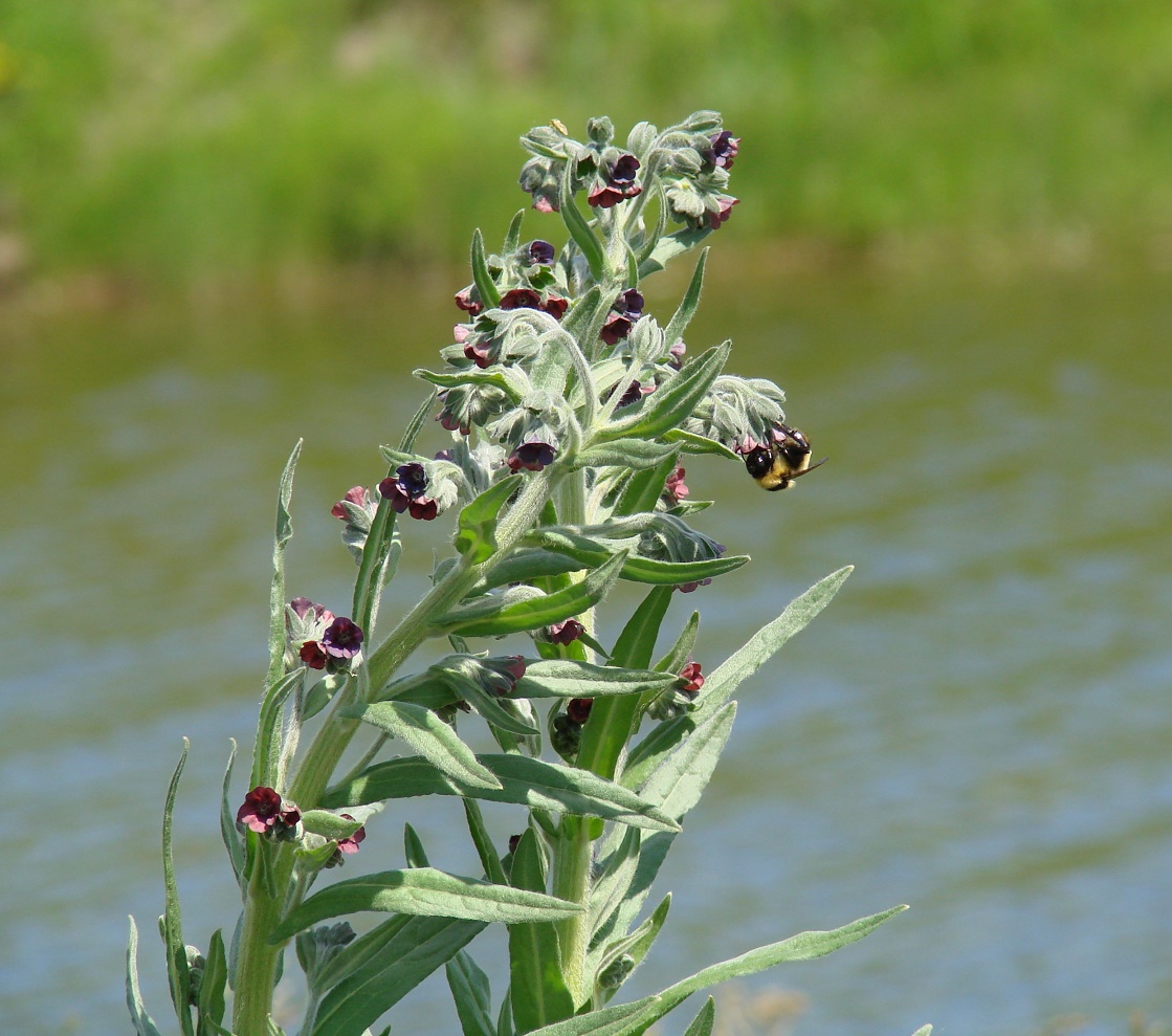 Image of Cynoglossum officinale specimen.