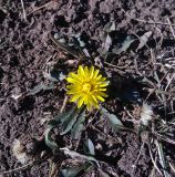 genus Taraxacum. Цветущее растение. Грузия, край Самцхе-Джавахети, Аспиндзский муниципалитет, вост. подножие горы Патара-Абули, ≈ 2100 м н.у.м. 17.10.2018.