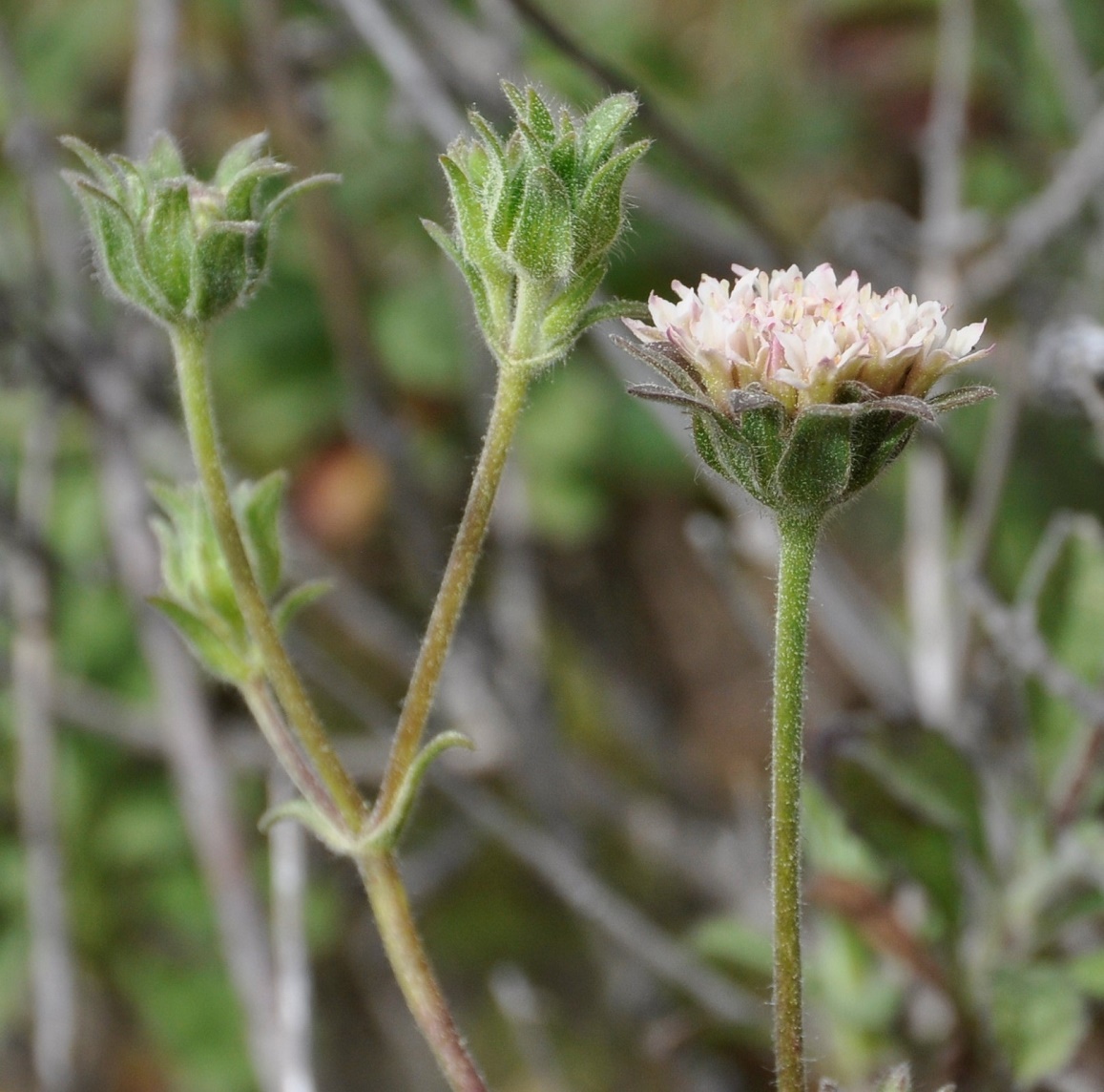 Image of Pterocephalus multiflorus ssp. obtusifolius specimen.