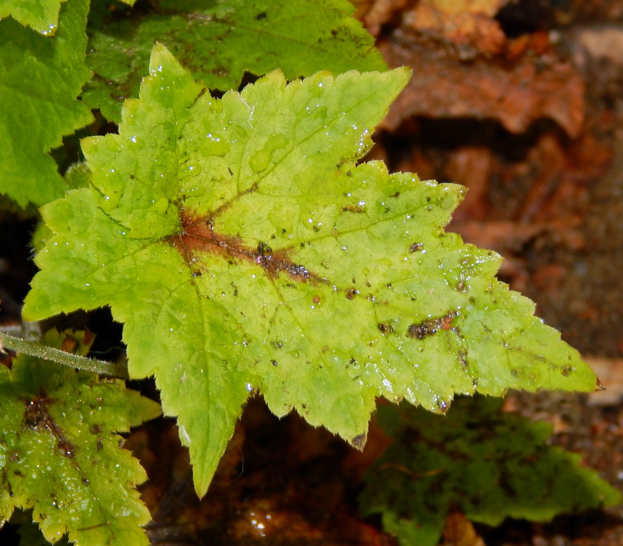 Image of Tiarella cordifolia specimen.