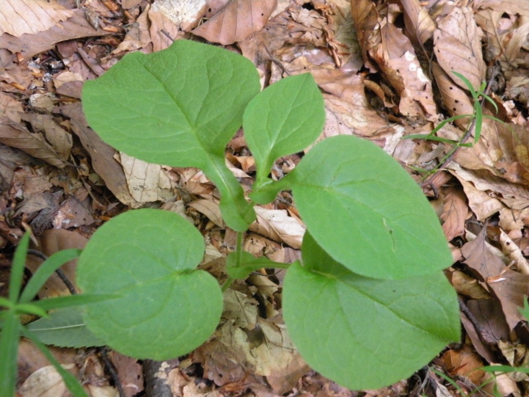 Image of Doronicum austriacum specimen.