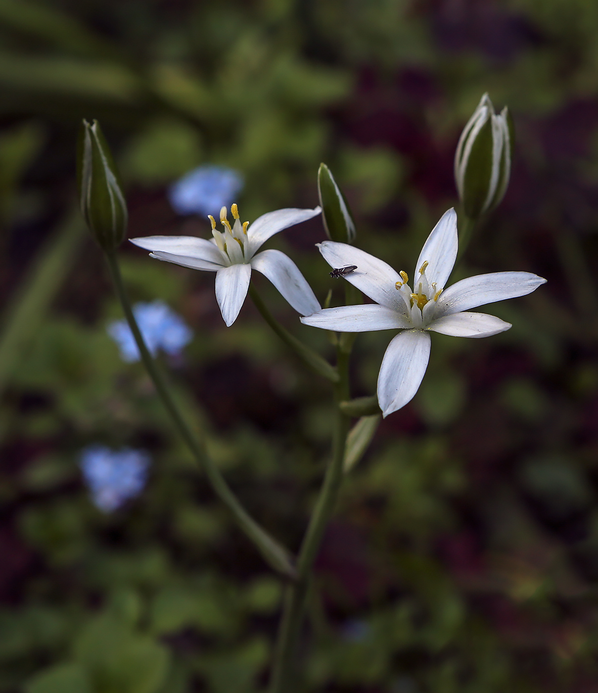 Image of Ornithogalum umbellatum specimen.