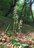 Platanthera bifolia