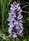 Dactylorhiza fuchsii. Соцветие. Алтайский край, Змеиногорский р-н, верховья руч. Бабий Ключ. 15 июля 2010 г.