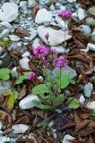 Смотреть изображение Silene compacta