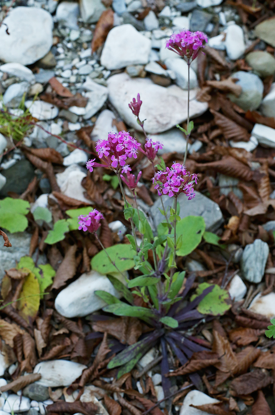 Image of Silene compacta specimen.