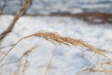 Calamagrostis langsdorffii. Сухая метёлка после осыпания зерновок. Мурманская обл., окр. пос. Росляково, левый берег губы Грязной, опушка разнотравного березняка. 27.10.2019.