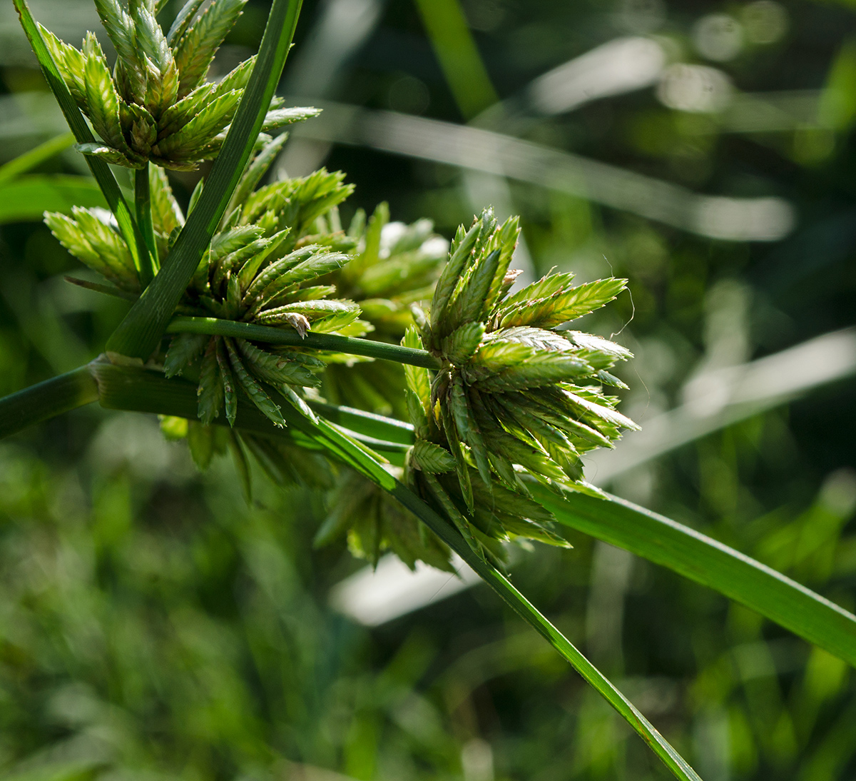 Изображение особи Cyperus eragrostis.