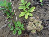 Glehnia litoralis. Плодоносящее растение. Сахалинская обл., Долинский р-н, окр. пос. Стародубское, побережье Охотского моря. 17.08.2019.