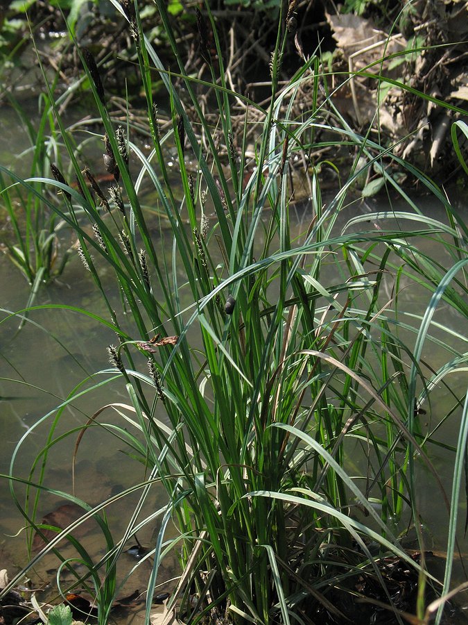 Image of Carex melanostachya specimen.