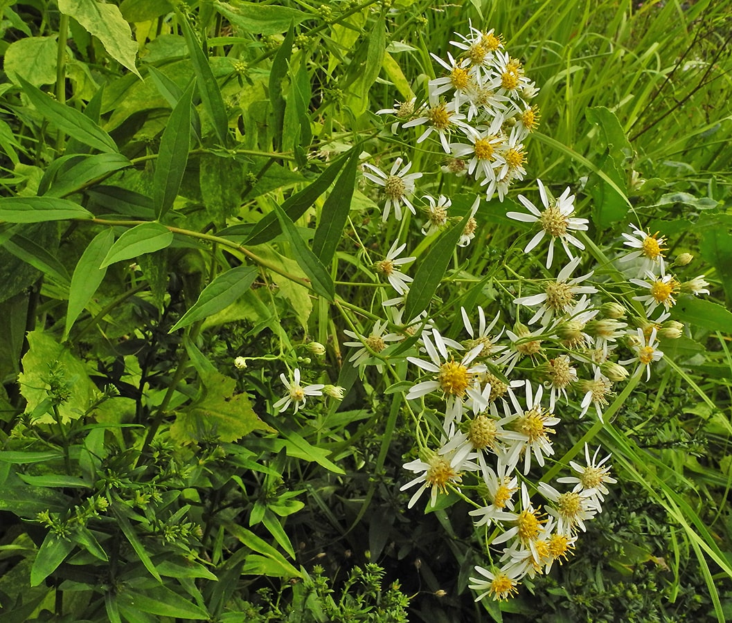 Image of Doellingeria umbellata specimen.