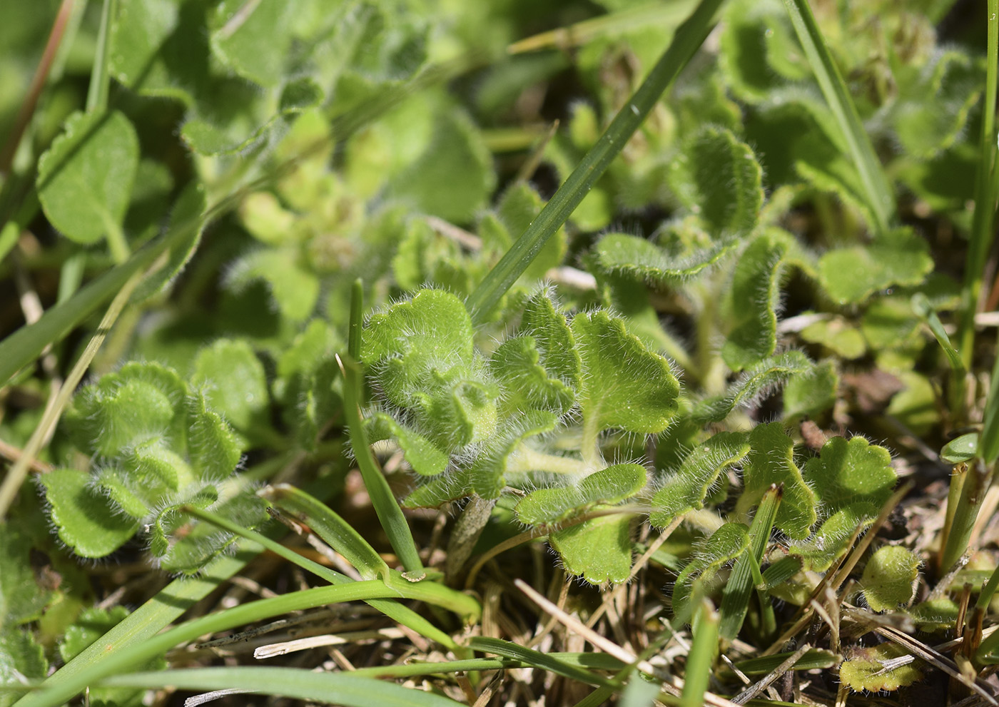 Image of Teucrium pyrenaicum ssp. guarensis specimen.