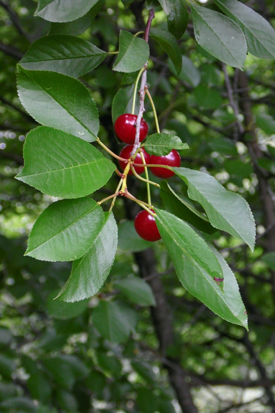 Cerasus vulgaris - Изображение особи - Плантариум