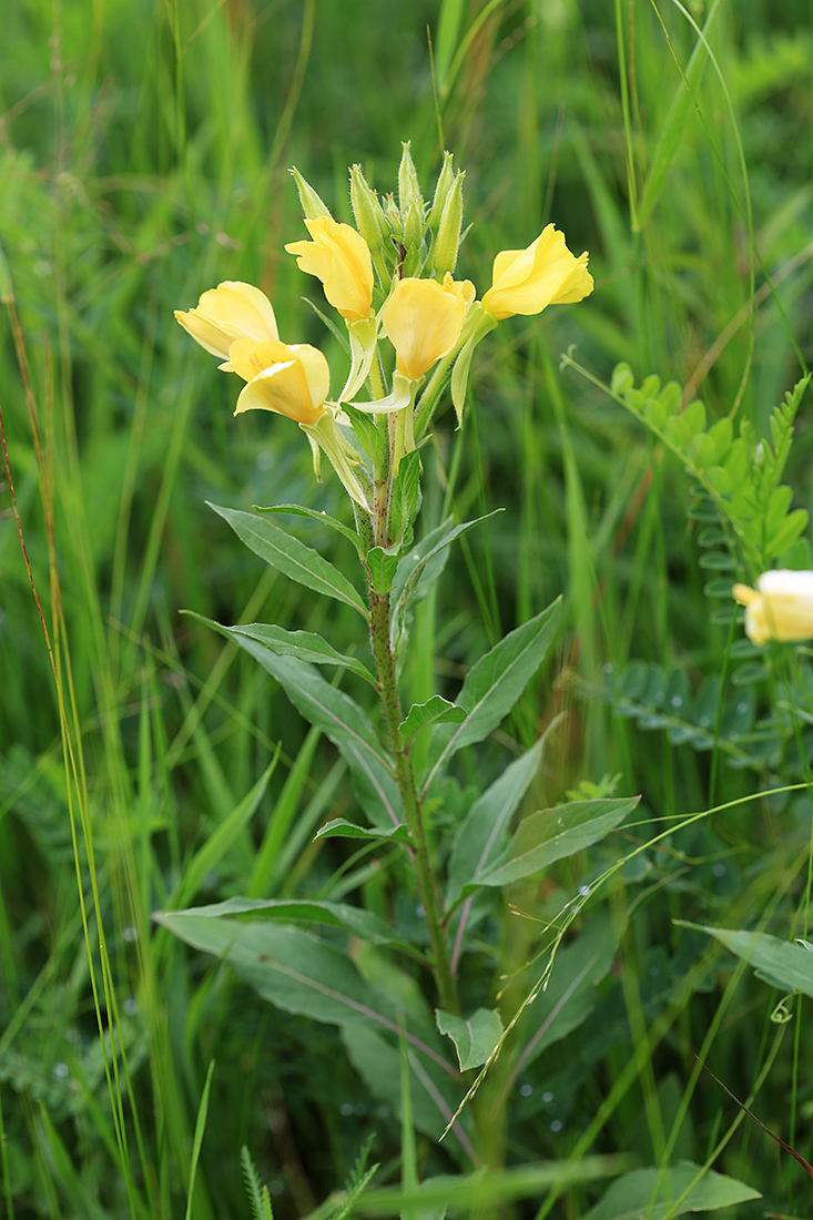 Image of Oenothera rubricaulis specimen.