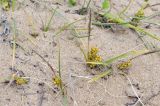 Carex pumila. Плодоносящие растения. Приморье, Находкинский городской округ, окр. пос. Ливадия, бух. Флотская, песчаный пляж. 18.07.2020.