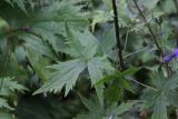 Delphinium elatum