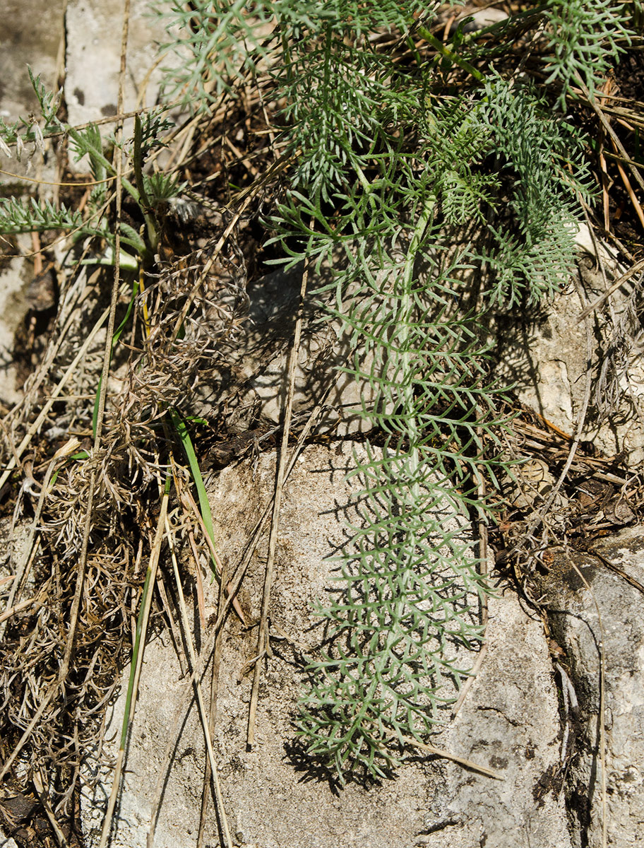 Image of Tanacetum kittaryanum specimen.