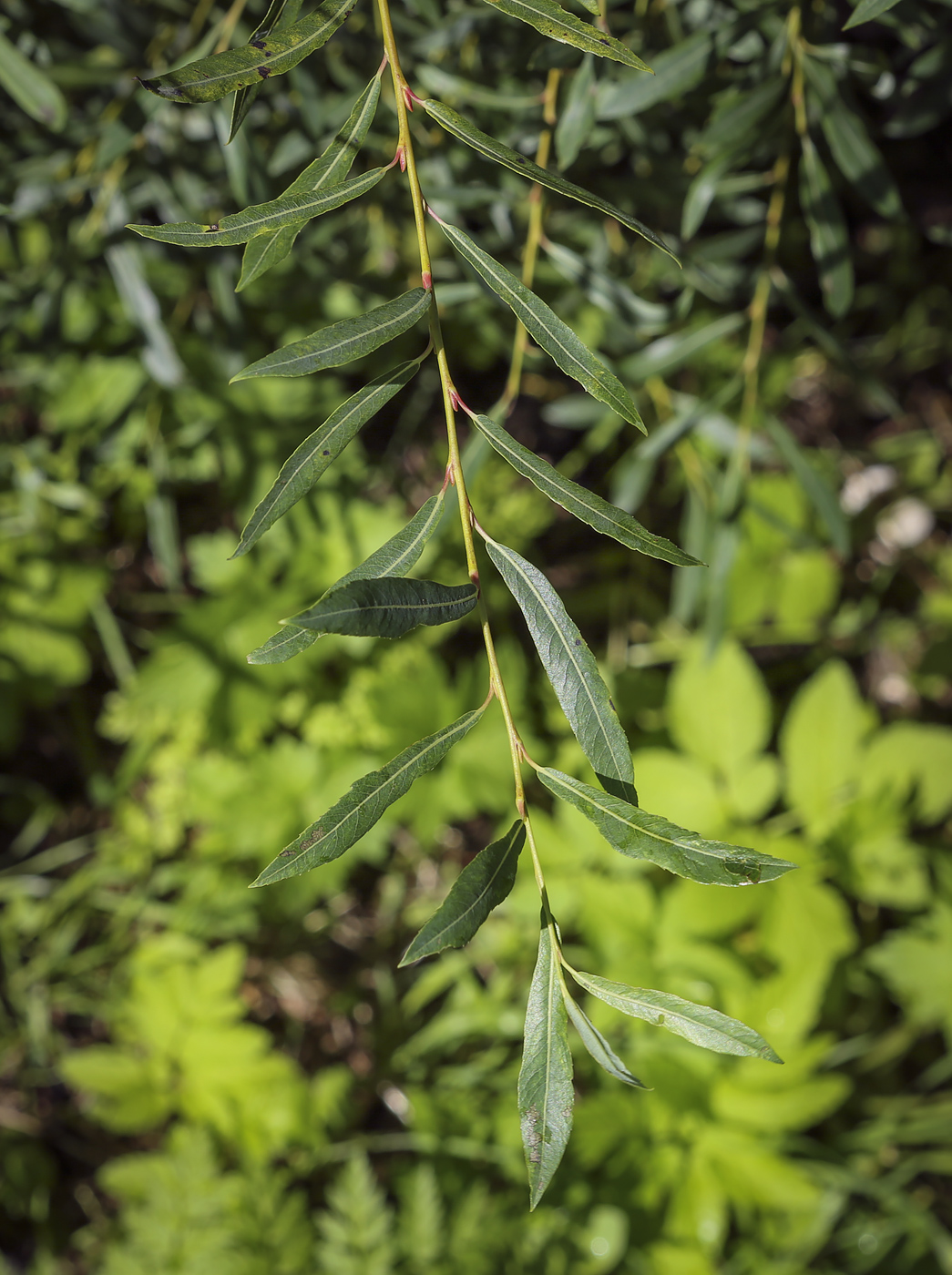 Изображение особи Salix purpurea.