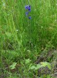 Delphinium korshinskyanum. Цветущее растение. Иркутская обл., Слюдянский р-н, окр. мыса Шаманский, заболоченный луг. 27.07.2020.