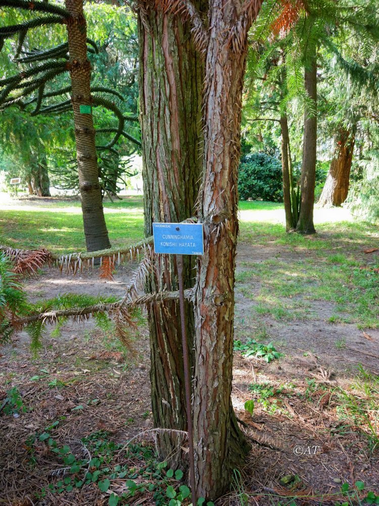 Image of Cunninghamia konishii specimen.