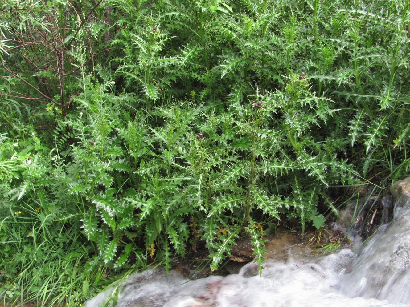 Изображение особи Cirsium elbrusense.