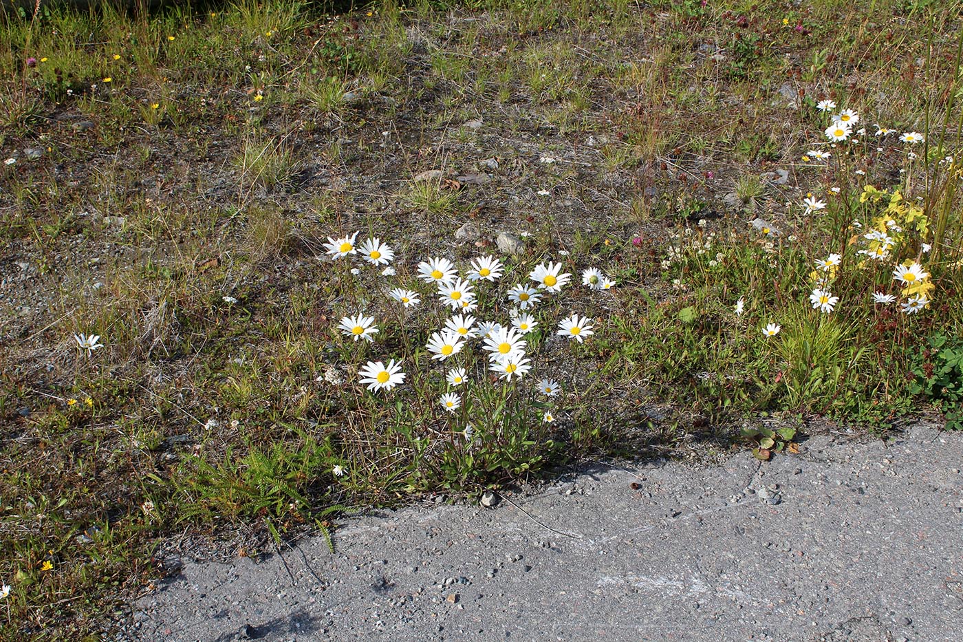 Image of Leucanthemum ircutianum specimen.