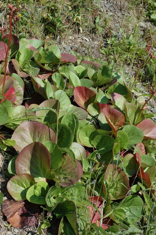 Image of Bergenia crassifolia specimen.