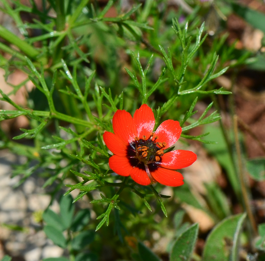 Image of Adonis microcarpa specimen.