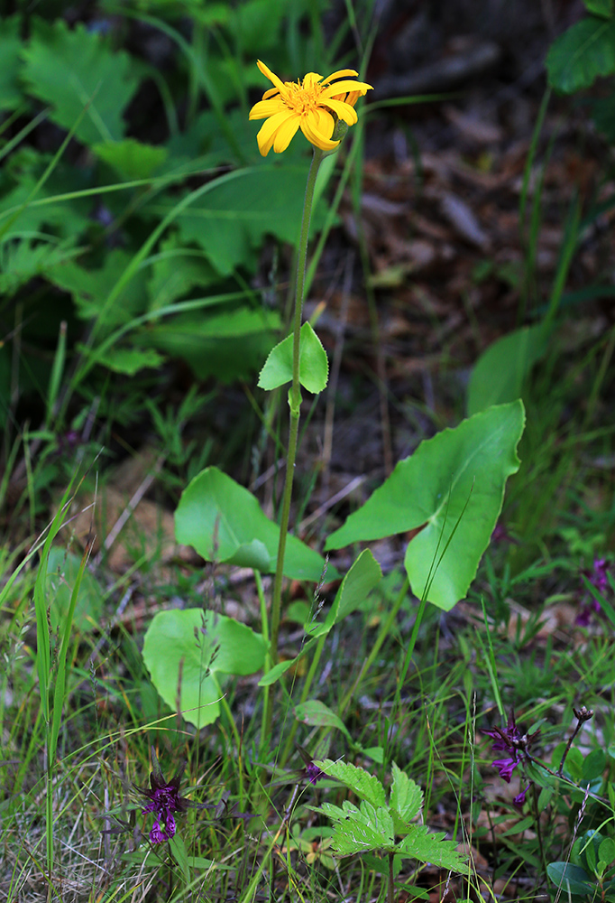 Image of Ligularia calthifolia specimen.