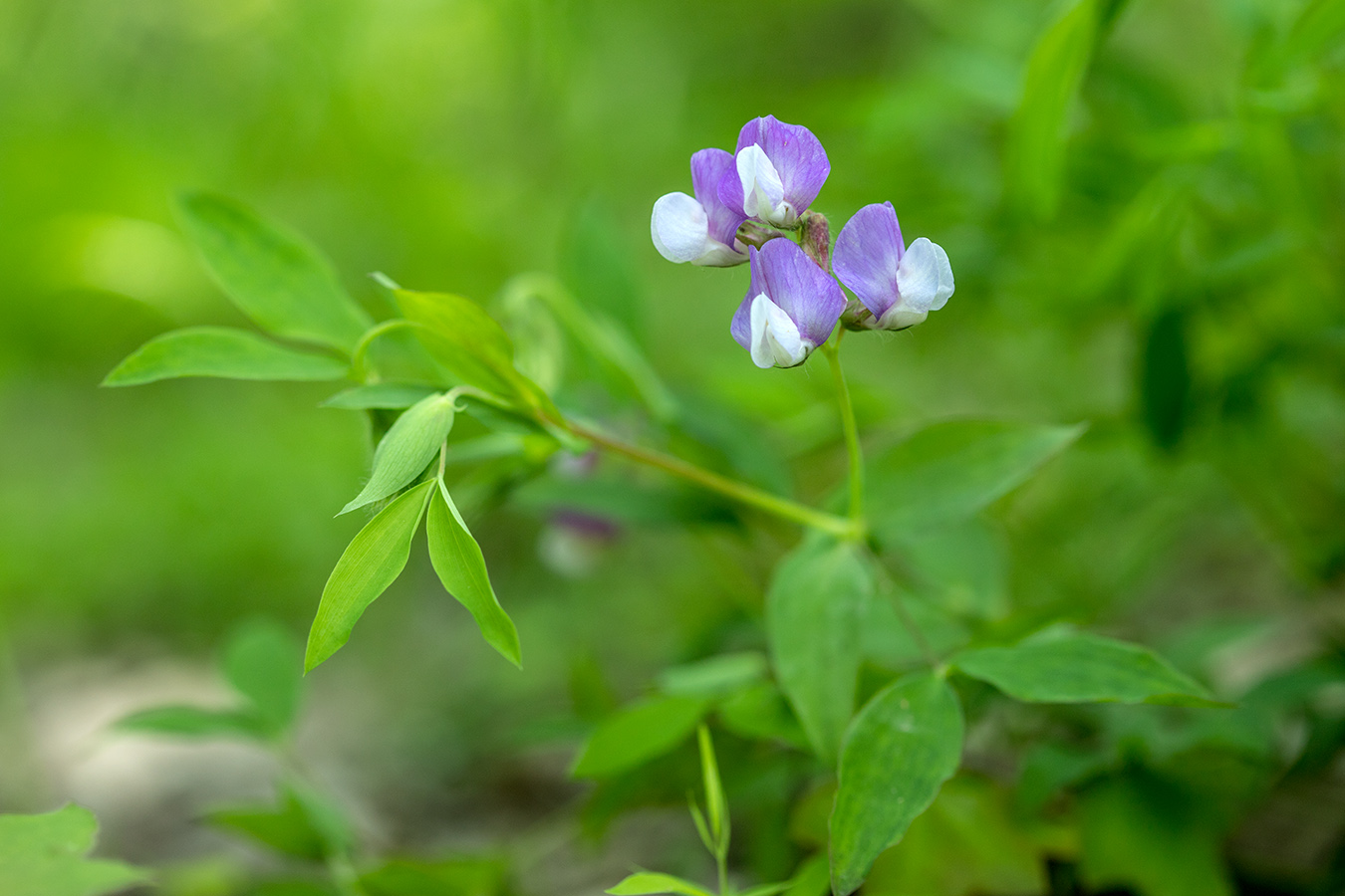 Image of Lathyrus laxiflorus specimen.