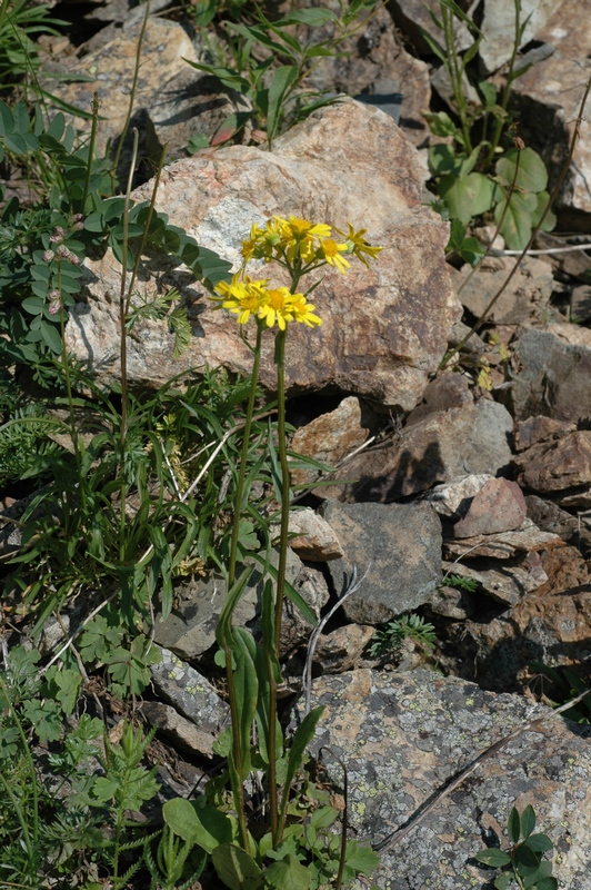 Image of Tephroseris integrifolia specimen.