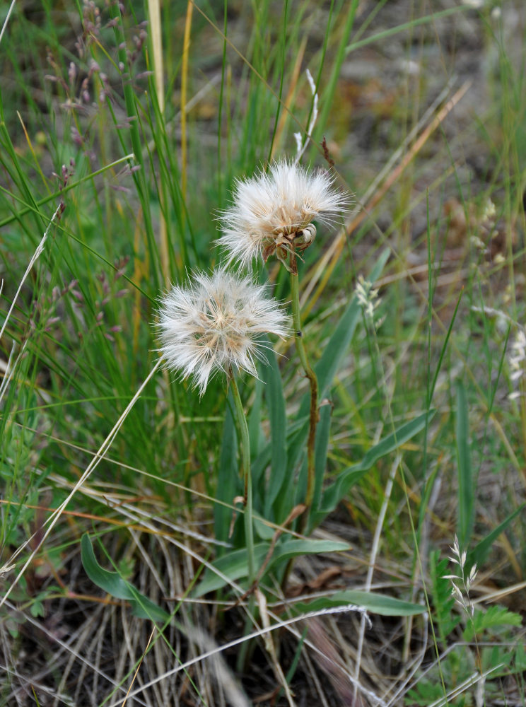 Image of genus Scorzonera specimen.