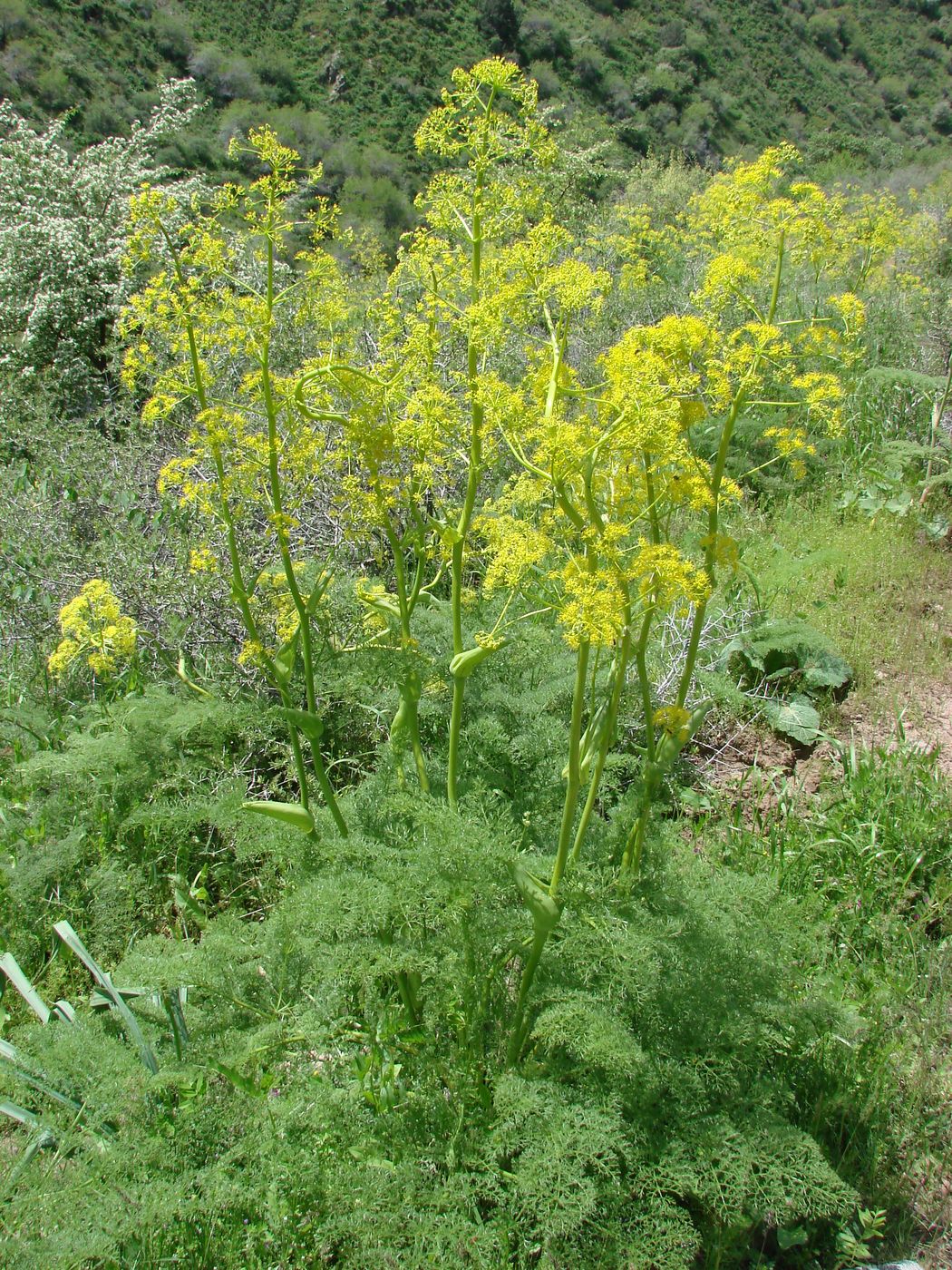 Изображение особи Ferula tenuisecta.