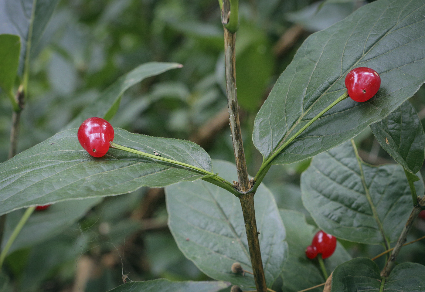 Image of Lonicera alpigena specimen.