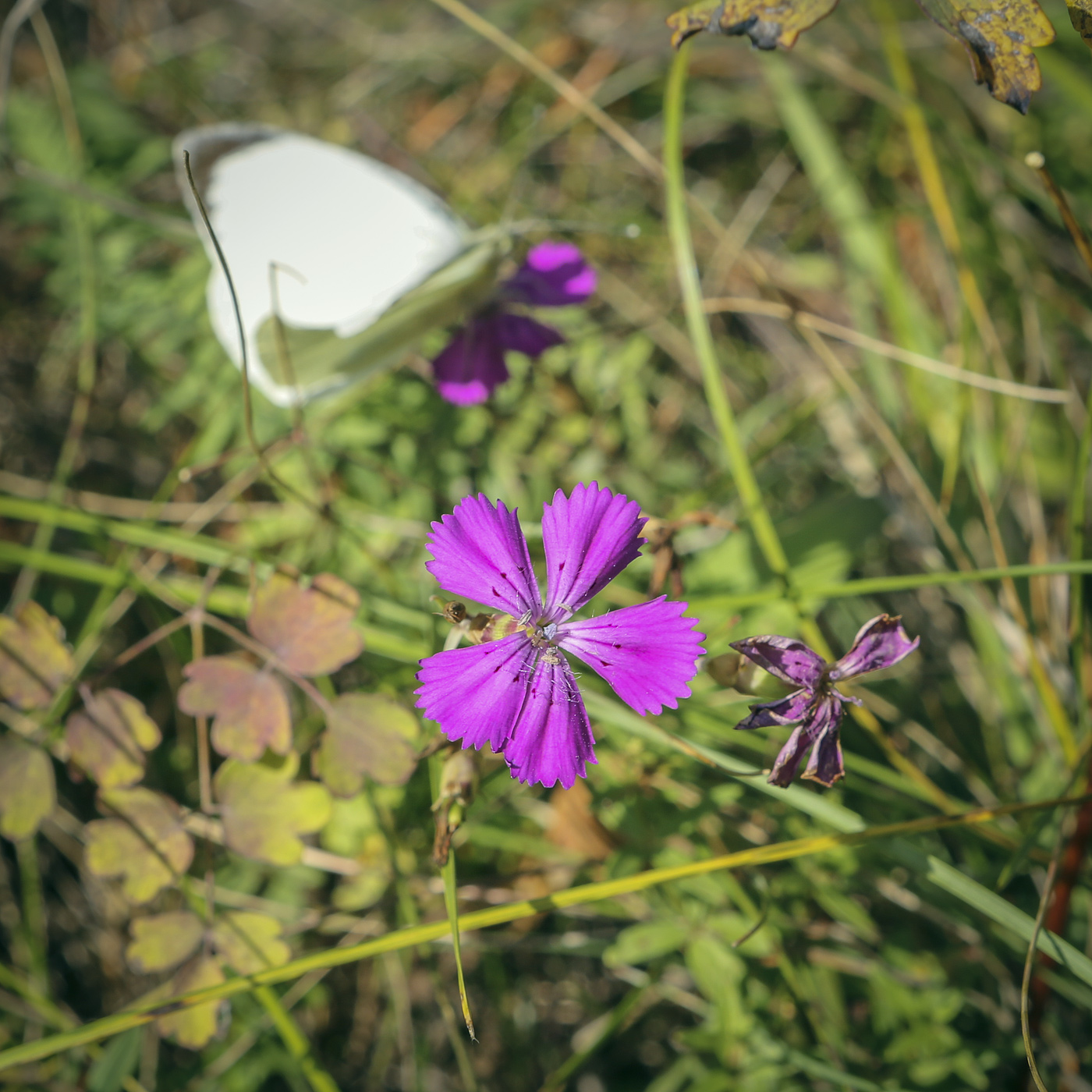 Изображение особи Dianthus versicolor.