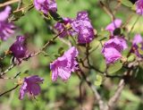 Rhododendron ledebourii. Верхушки цветущих побегов. Томская обл., г. Томск, Академгородок, в культуре. 10.05.2022.