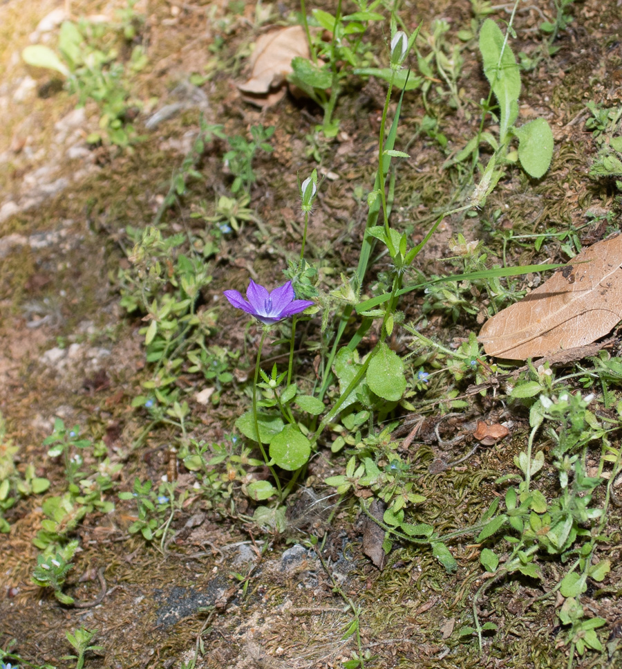 Image of Campanula sidoniensis specimen.