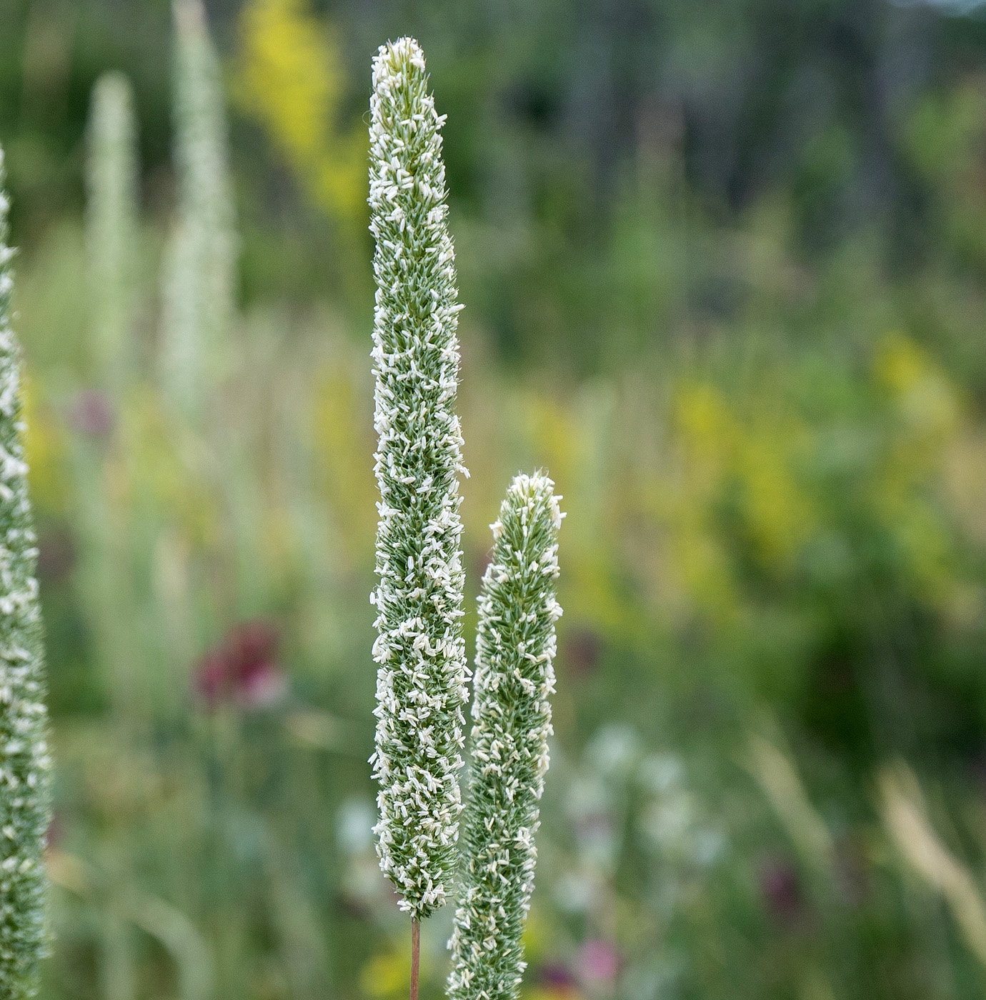 Image of genus Phleum specimen.