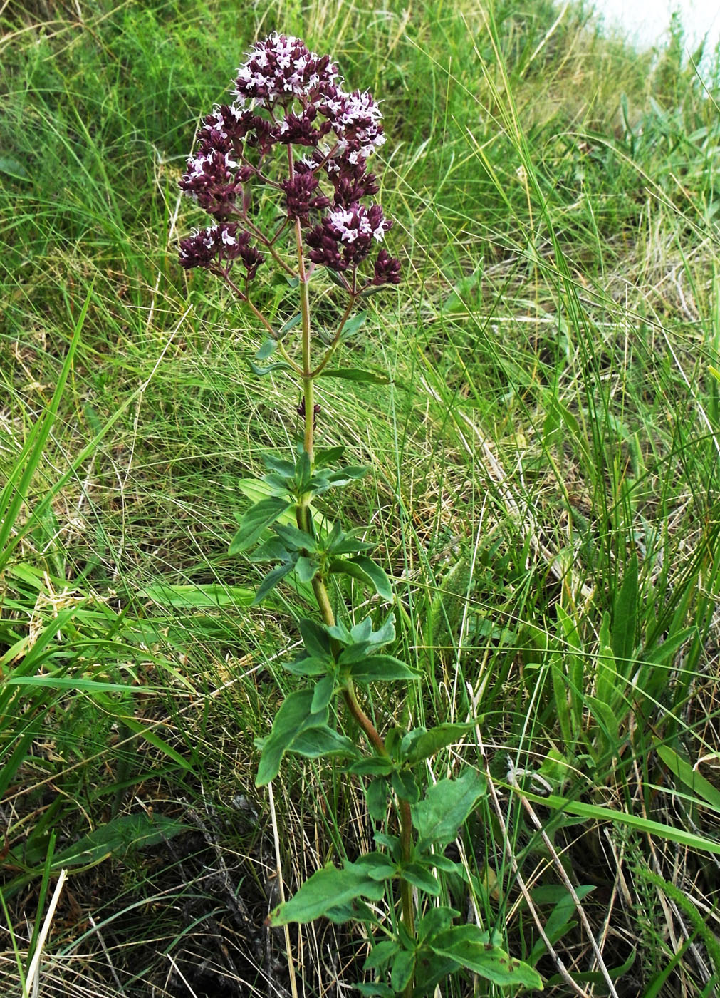 Image of Origanum vulgare specimen.