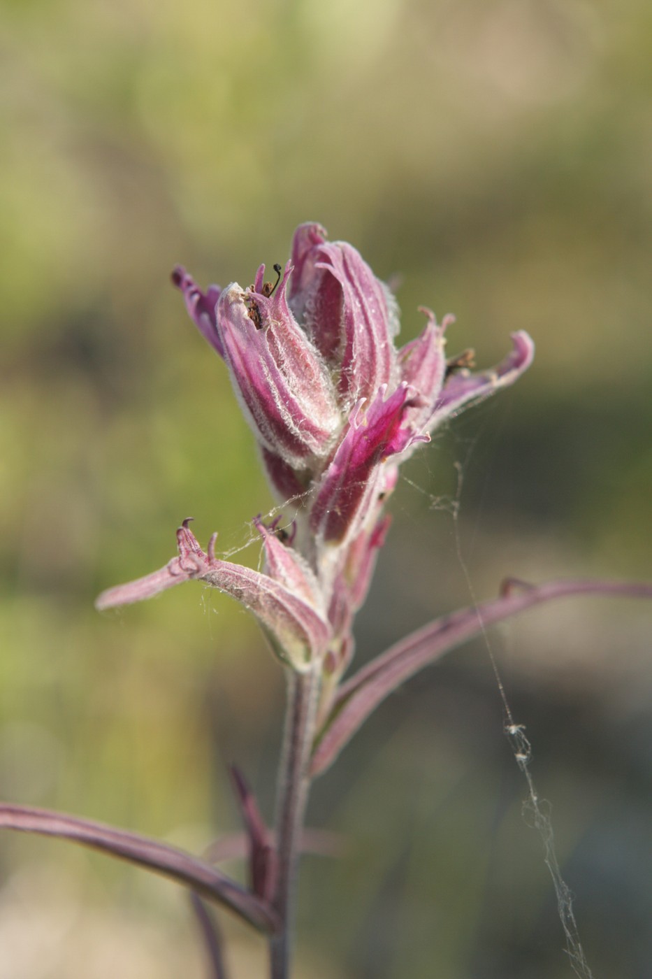 Изображение особи Castilleja rubra.