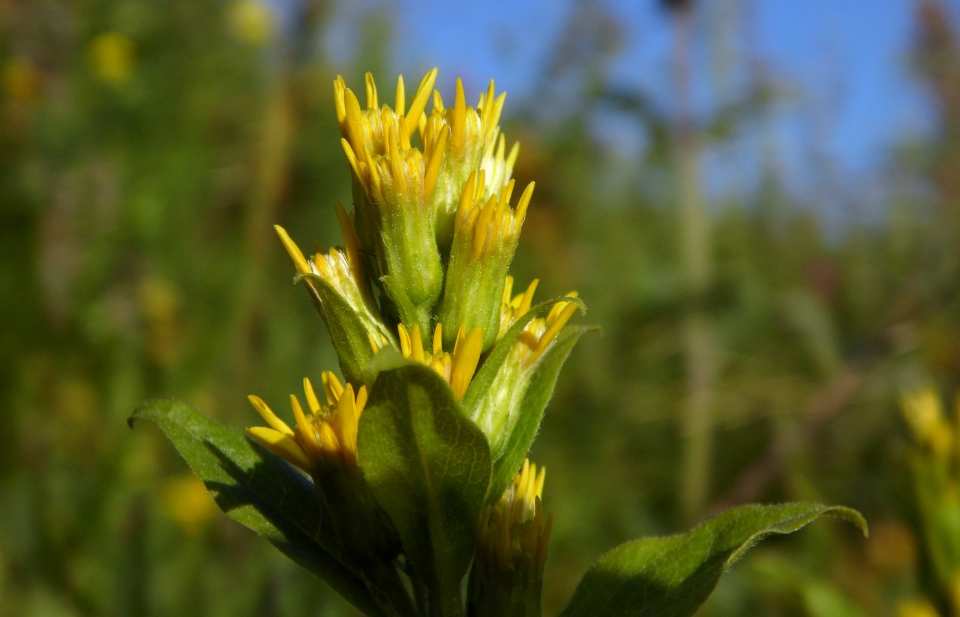 Image of Solidago virgaurea specimen.