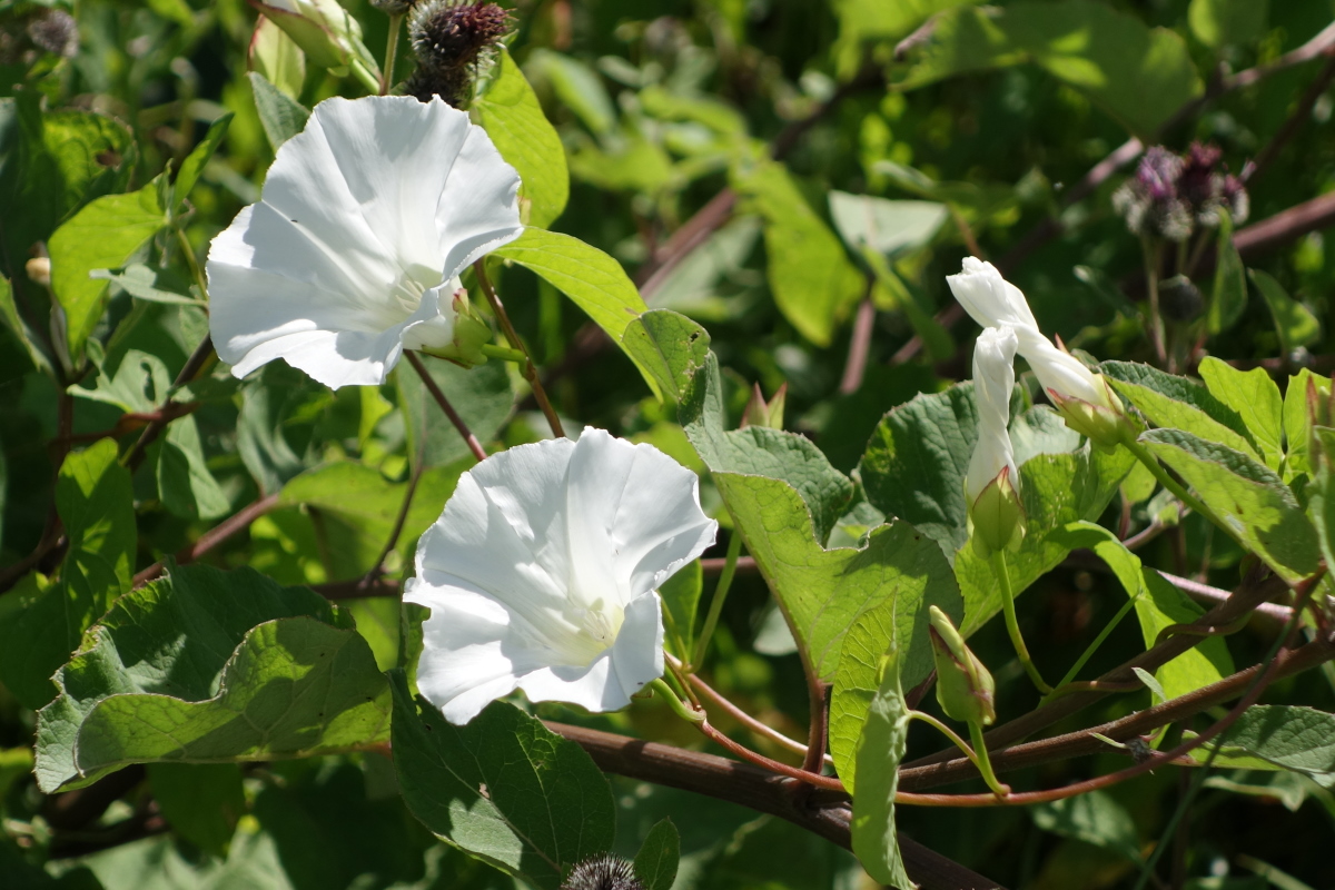 Image of Calystegia sepium specimen.