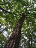 Robinia pseudoacacia