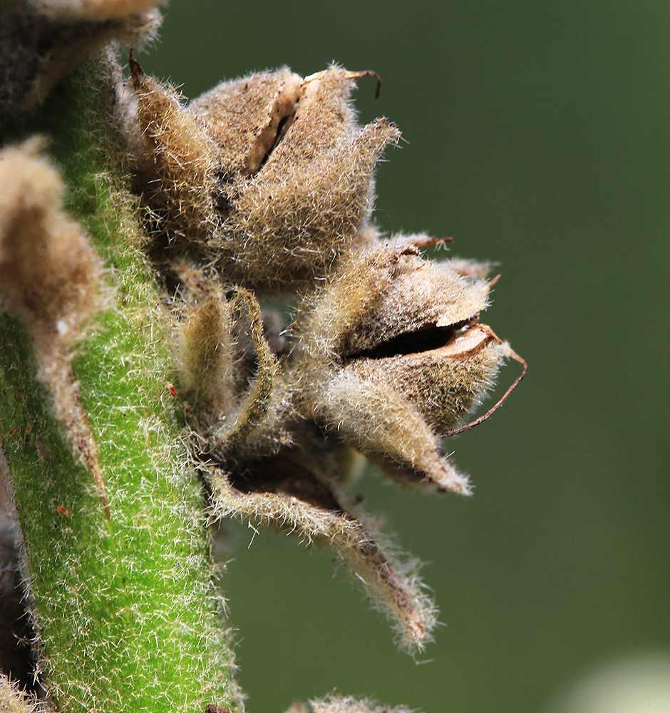 Image of Verbascum densiflorum specimen.