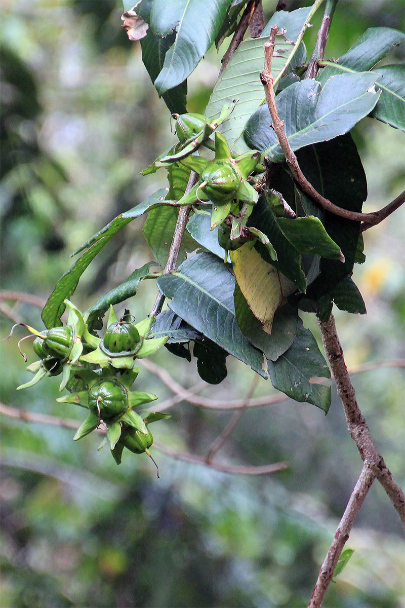 Image of Duabanga grandiflora specimen.