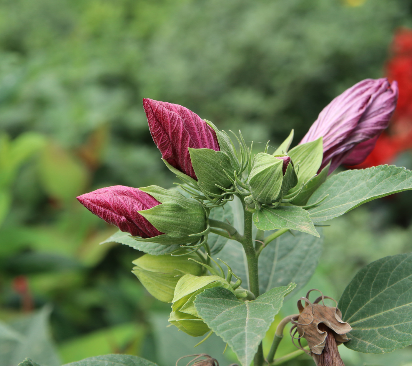 Изображение особи Hibiscus palustris.